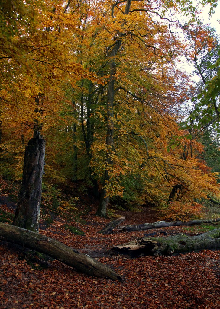 Zdjęcia: Otomiński Obszar Chronionego Krajobrazu, Kolbudy, Natura, POLSKA Zdjęcia: Otomiński Obszar Chronionego Krajobrazu, Kolbudy, Natura, POLSKA