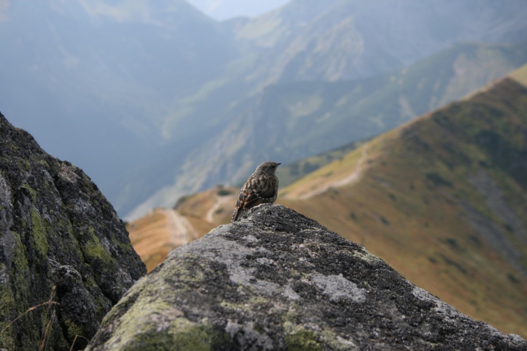 Zdjęcia: Kasprowy Wierch, Zakopane, Piękny wróbel, POLSKA Zdjęcia: Kasprowy Wierch, Zakopane, Piękny wróbel, POLSKA