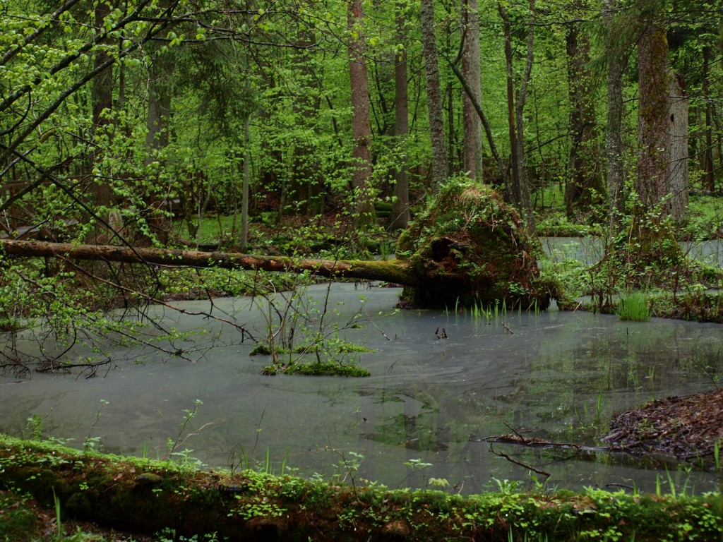 Zdjęcia: Białowieski Park Narodowy, czyj to domek?, POLSKA Zdjęcia: Białowieski Park Narodowy, czyj to domek?, POLSKA