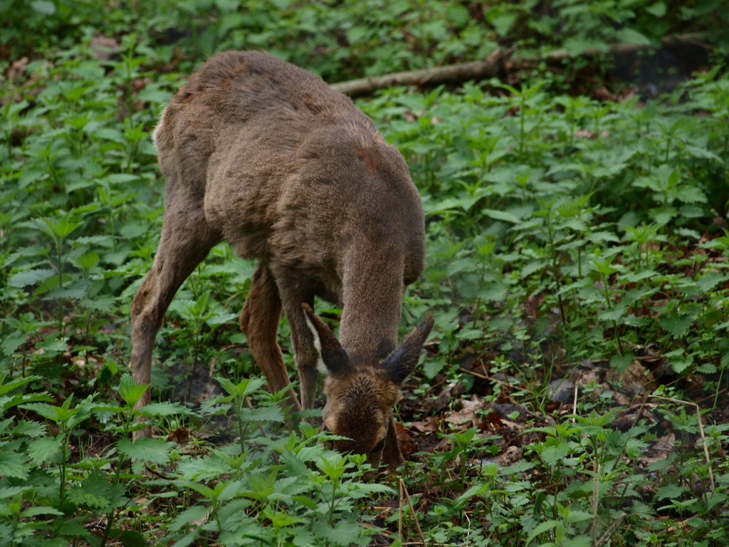 Zdjęcia: Białowieski Park Narodowy, sarna, POLSKA Zdjęcia: Białowieski Park Narodowy, sarna, POLSKA