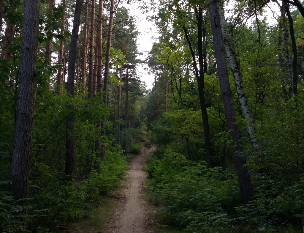 Zdjęcia: Zielona Góra, Lubuskie, Szlakiem niebieskim na Górę Wilkanowską, POLSKA Zdjęcia: Zielona Góra, Lubuskie, Szlakiem niebieskim na Górę Wilkanowską, POLSKA