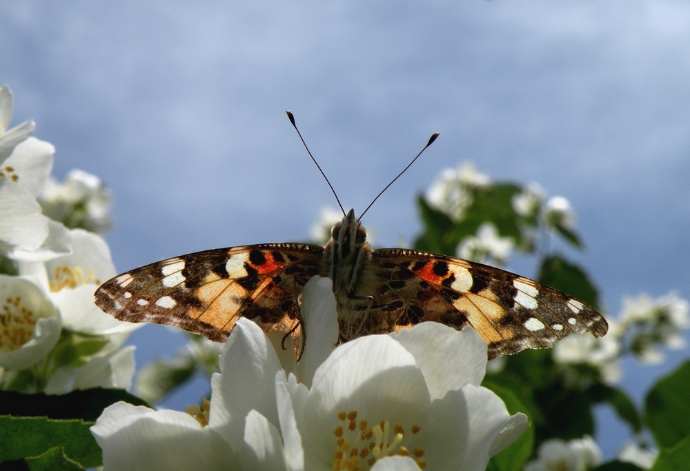 Zdjęcia: Opole, Opole, Motyl osetnik na starcie, POLSKA Zdjęcia: Opole, Opole, Motyl osetnik na starcie, POLSKA
