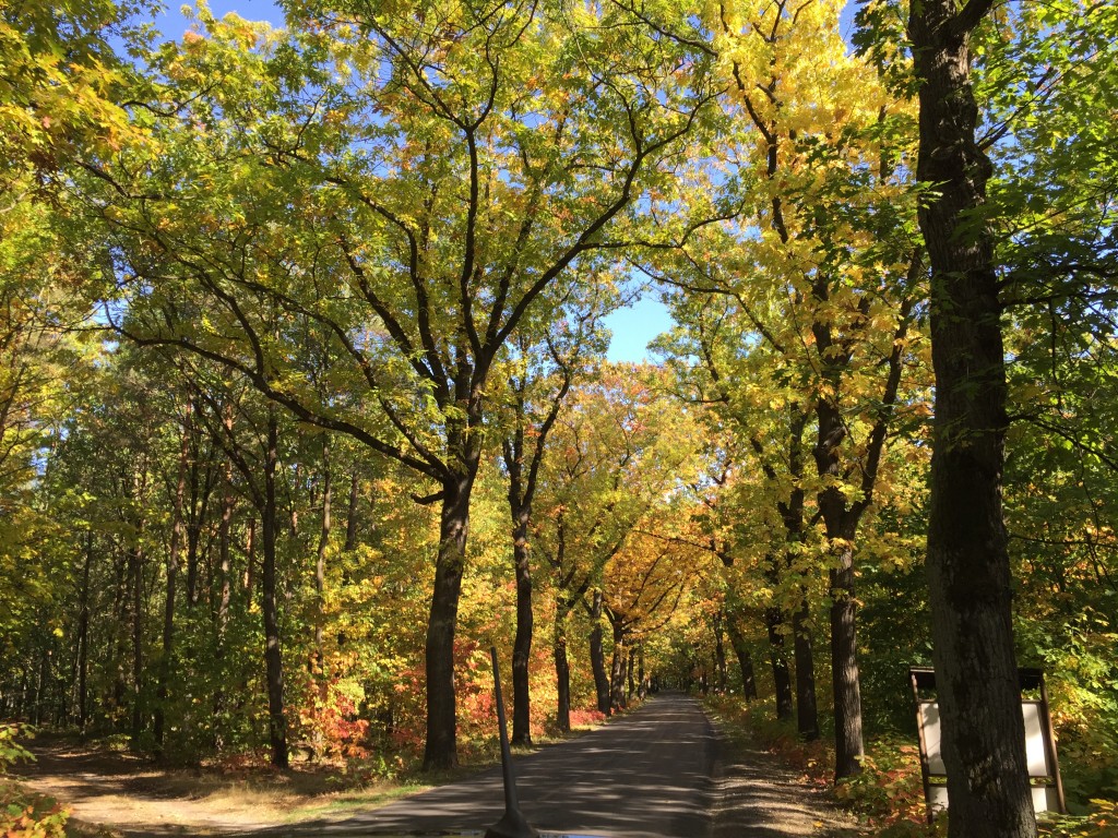 Zdjęcia: Turawa, Opolskie, Jesienna droga, POLSKA Zdjęcia: Turawa, Opolskie, Jesienna droga, POLSKA