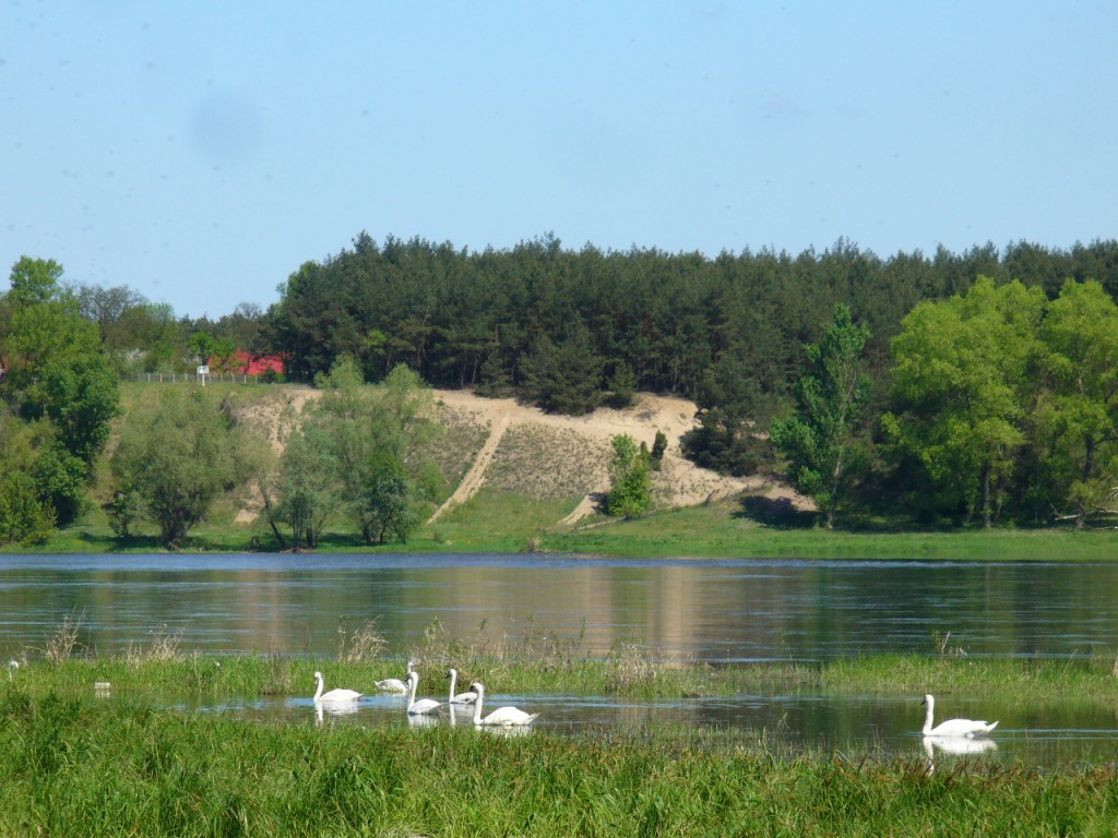 Zdjęcia: Ciechocinek, Kujawy Pomorze, Stadko na odnodze Wisły, POLSKA Zdjęcia: Ciechocinek, Kujawy Pomorze, Stadko na odnodze Wisły, POLSKA