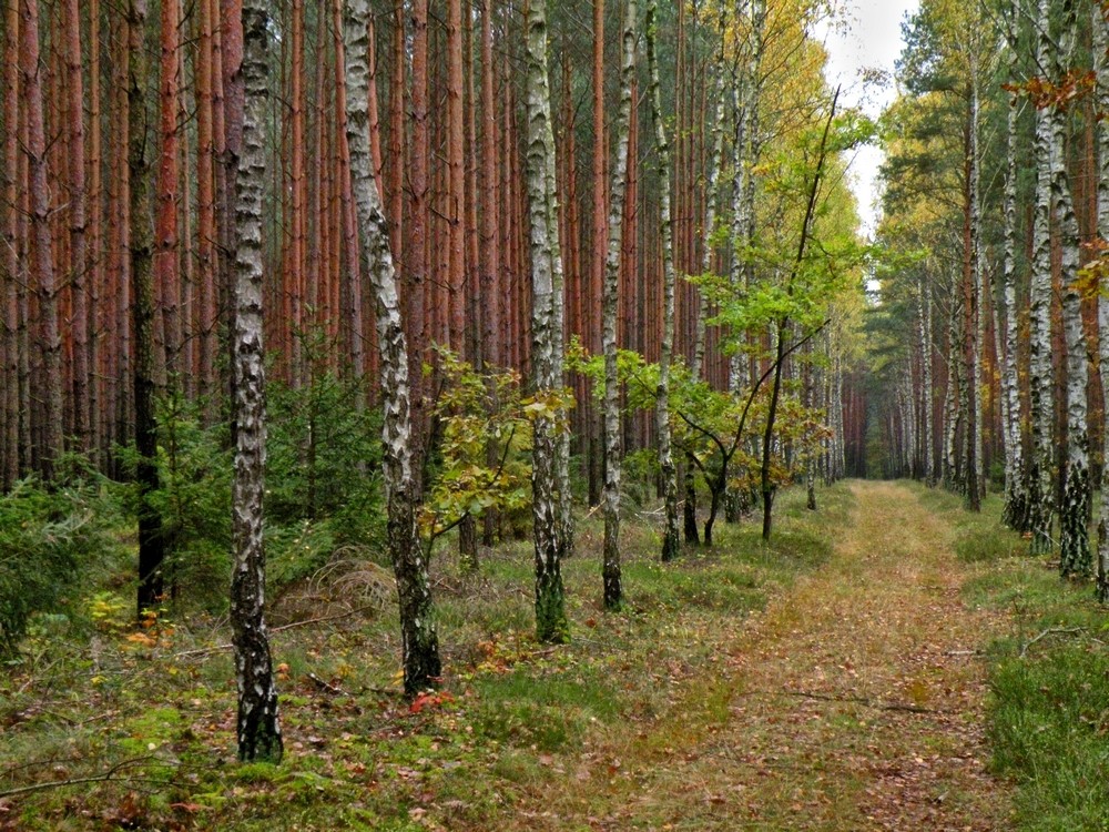 Zdjęcia: Smolarnia, opolskie, Leśna droga, POLSKA Zdjęcia: Smolarnia, opolskie, Leśna droga, POLSKA
