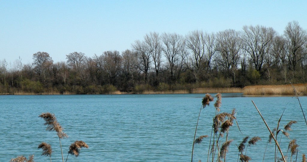 Zdjęcia: Malina, opolskie, Staw w kwietniu, POLSKA Zdjęcia: Malina, opolskie, Staw w kwietniu, POLSKA