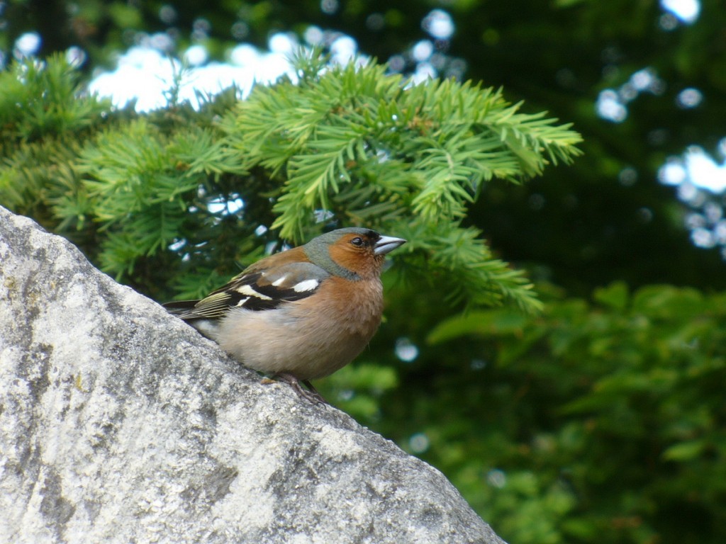 Zdjęcia: Okolice Szczelińca Wielkiego, dolnośląskie, Zięba na występie skalnym, POLSKA Zdjęcia: Okolice Szczelińca Wielkiego, dolnośląskie, Zięba na występie skalnym, POLSKA