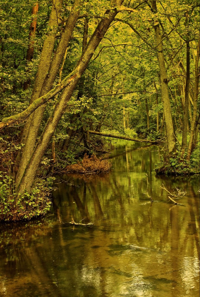 Zdjęcia: Gołąbek -Bory Tucholskie, kujawsko pomorski, Bagna nad Stążką, POLSKA Zdjęcia: Gołąbek -Bory Tucholskie, kujawsko pomorski, Bagna nad Stążką, POLSKA