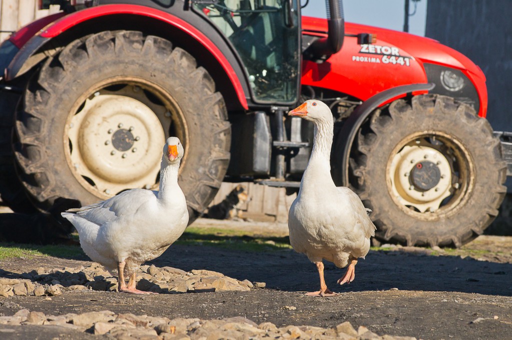 Zdjęcia: okolice Bliżyna, Świętokrzyskie, Szefowe obejścia, POLSKA Zdjęcia: okolice Bliżyna, Świętokrzyskie, Szefowe obejścia, POLSKA