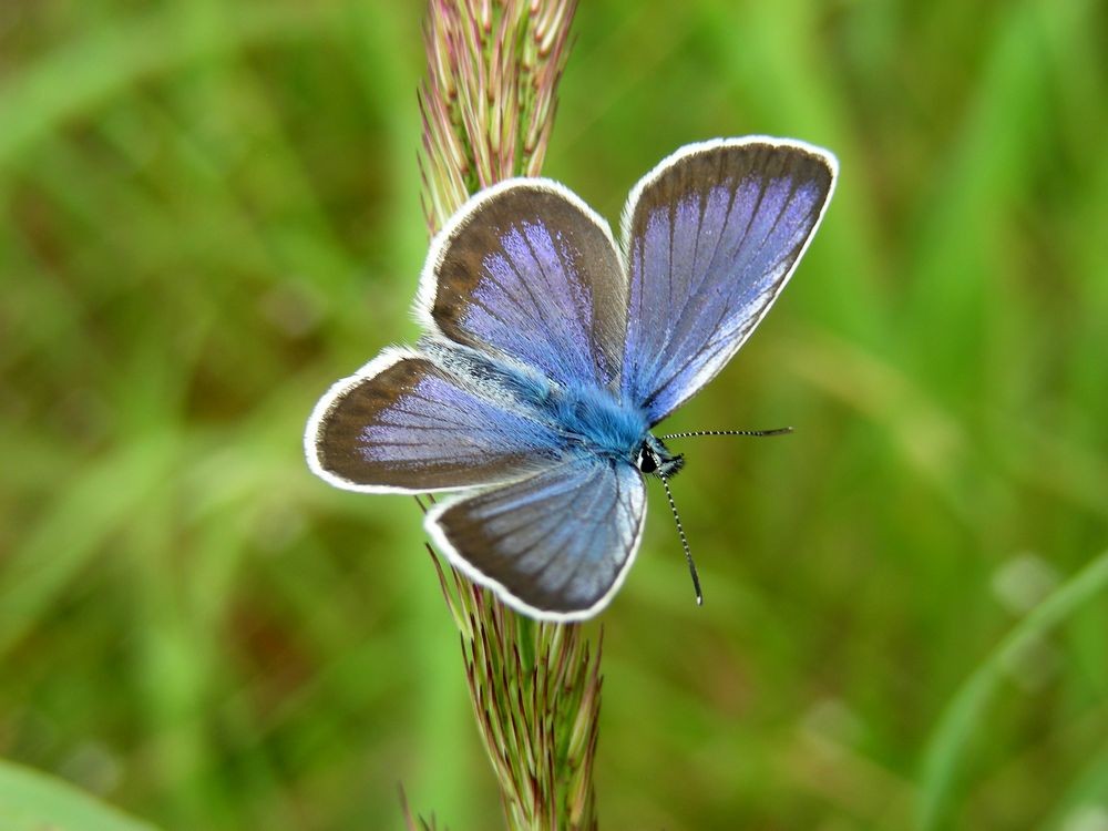 Zdjęcia: nad Odrą, opolskie, Modraszek, POLSKA Zdjęcia: nad Odrą, opolskie, Modraszek, POLSKA