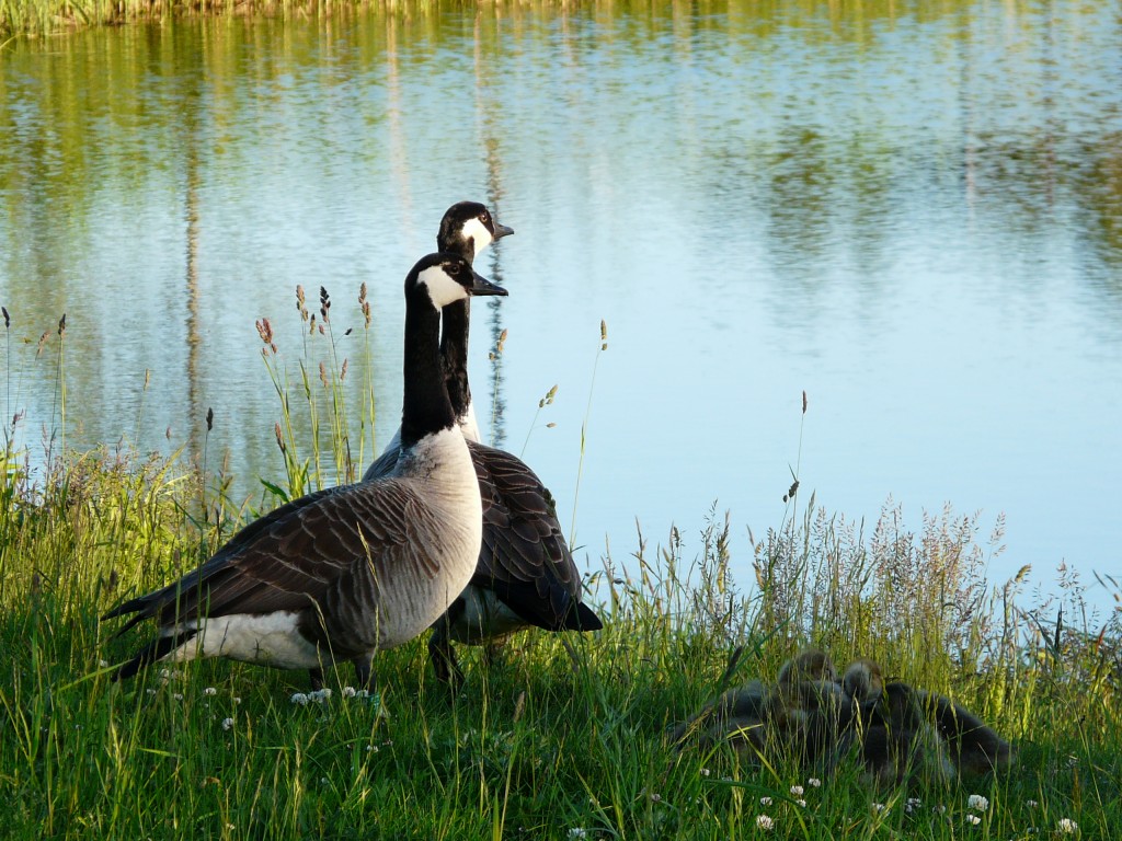 Zdjęcia: Gdańsk, Pomorskie, Rodzina, POLSKA Zdjęcia: Gdańsk, Pomorskie, Rodzina, POLSKA