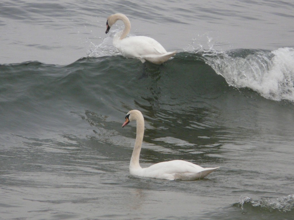 Zdjęcia: Gdańsk, Pomorskie, Łabędzi surfing, POLSKA Zdjęcia: Gdańsk, Pomorskie, Łabędzi surfing, POLSKA
