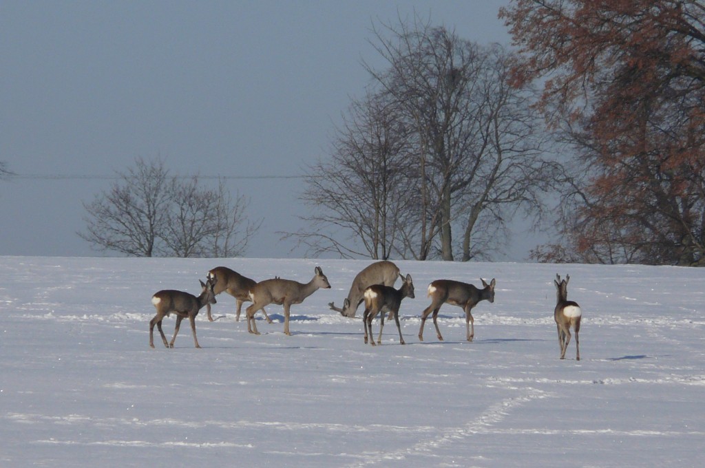 Zdjęcia: Pomorskie, Pomorskie, Może coś znajdziemy, POLSKA Zdjęcia: Pomorskie, Pomorskie, Może coś znajdziemy, POLSKA