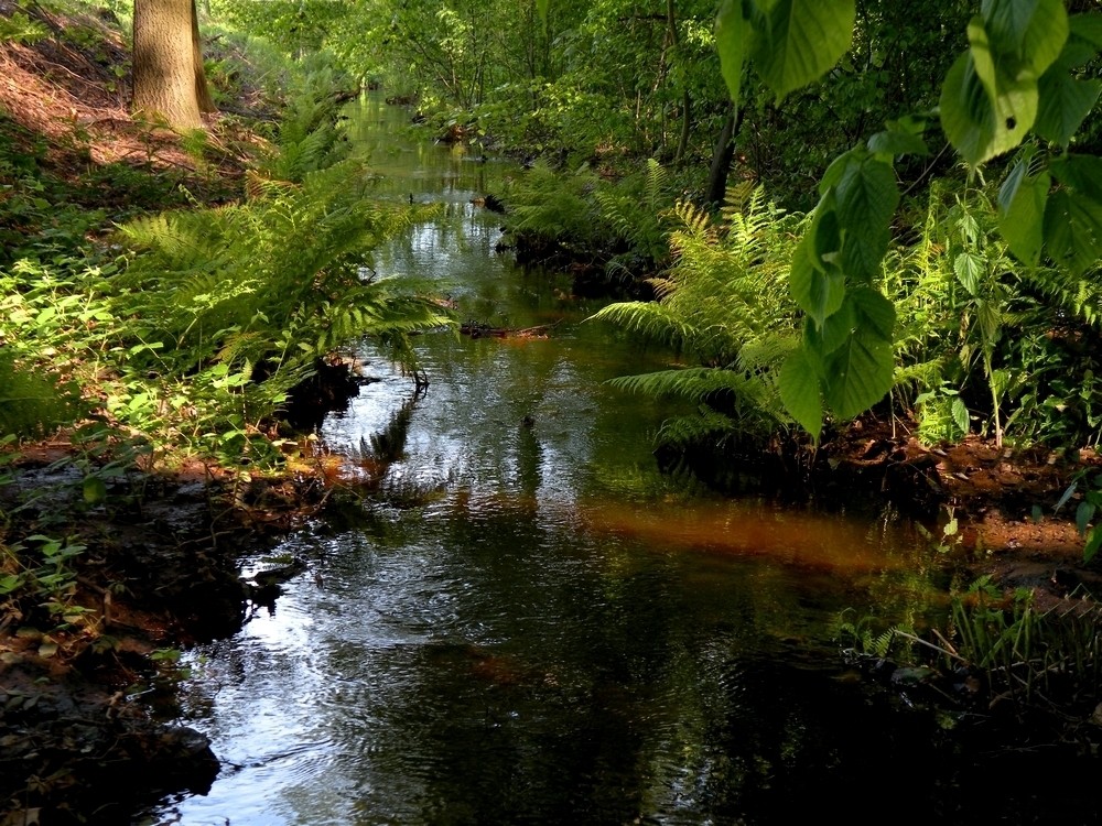 Zdjęcia: Lipno, opolskie, Chłodny strumień, POLSKA Zdjęcia: Lipno, opolskie, Chłodny strumień, POLSKA