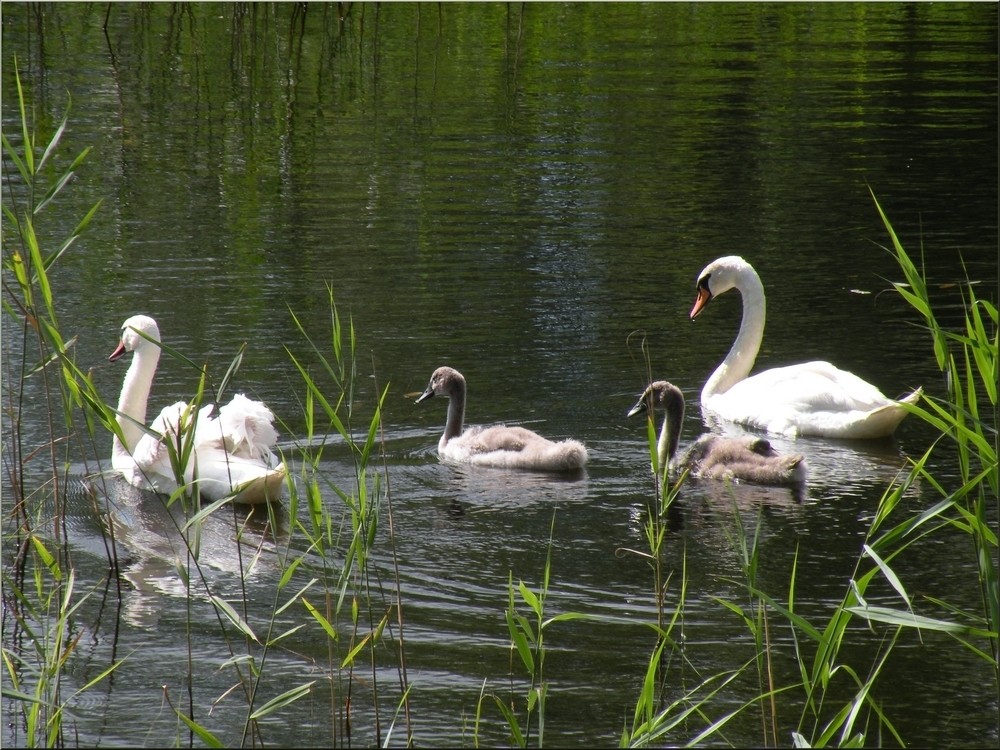 Zdjęcia: Staw leśny, opolskie, Rodzinka, POLSKA Zdjęcia: Staw leśny, opolskie, Rodzinka, POLSKA