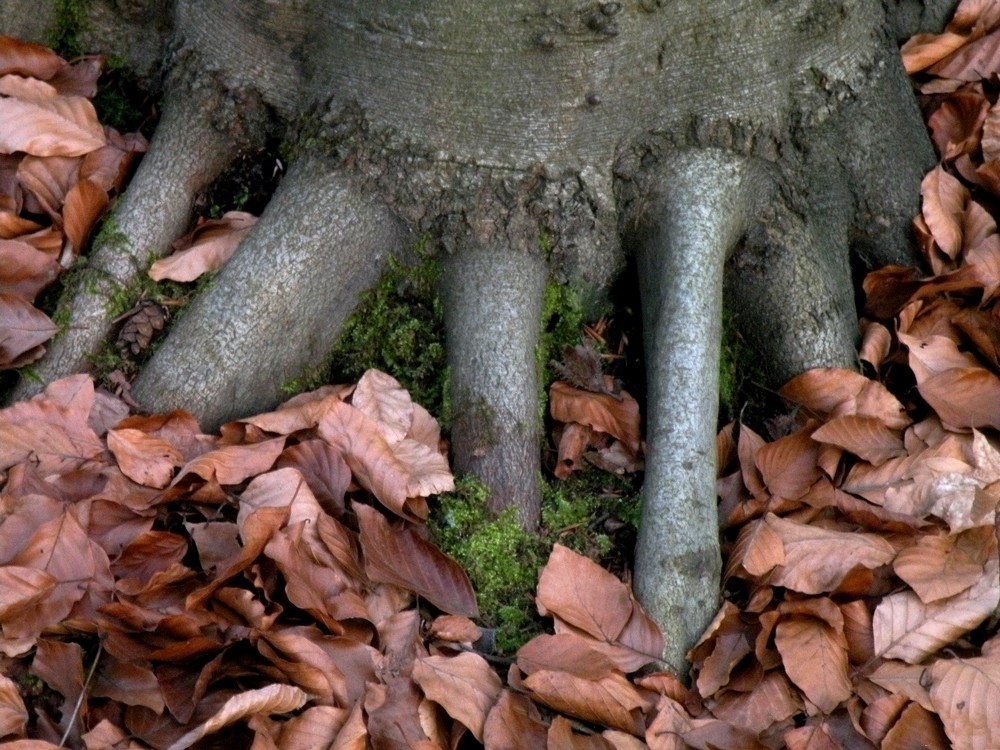 Zdjęcia: Smolarnia, opolskie, Stopa olbrzyma,  w bukowym lesie, POLSKA Zdjęcia: Smolarnia, opolskie, Stopa olbrzyma,  w bukowym lesie, POLSKA