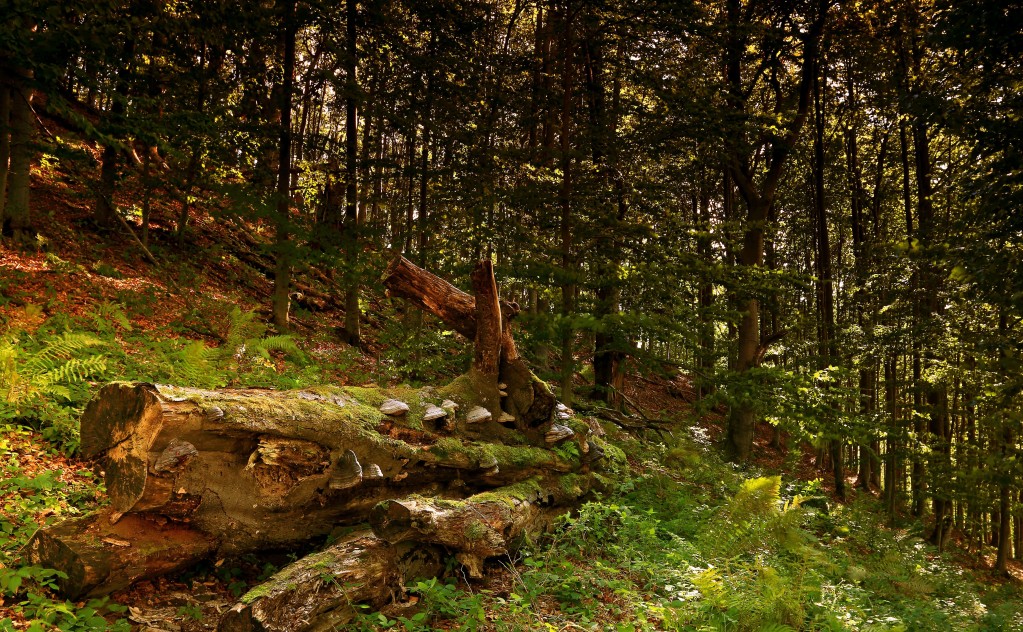 Zdjęcia: Wysowa, Beskidu Niskiego, Miłość do górskich szlaków , POLSKA Zdjęcia: Wysowa, Beskidu Niskiego, Miłość do górskich szlaków , POLSKA