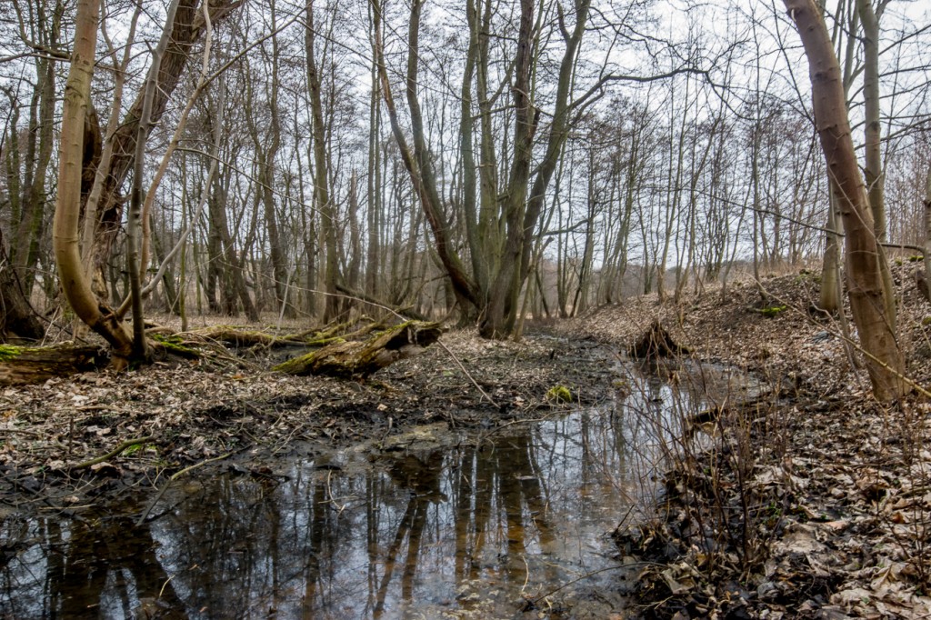 Zdjęcia: Gdańsk, Pomorze, w dolinie Strzyży, POLSKA Zdjęcia: Gdańsk, Pomorze, w dolinie Strzyży, POLSKA