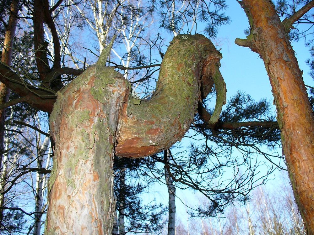Zdjęcia: Smolarnia, opolskie, Leśny "zwierzak", POLSKA Zdjęcia: Smolarnia, opolskie, Leśny "zwierzak", POLSKA