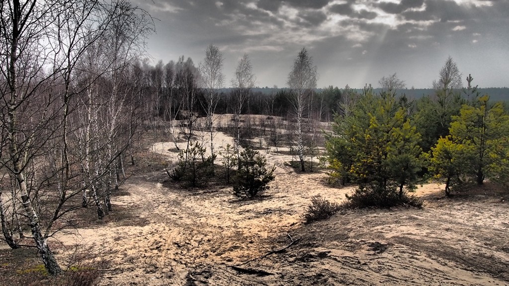 Zdjęcia: Mazowiecki Park Krajobrazowy, Mazowsze, Wydmy Mazowieckie, POLSKA Zdjęcia: Mazowiecki Park Krajobrazowy, Mazowsze, Wydmy Mazowieckie, POLSKA
