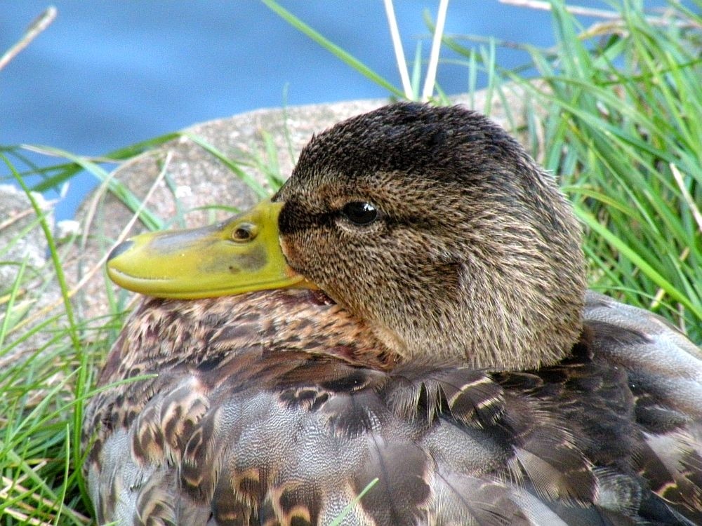 Zdjęcia: Nad Odrą, opolskie, Kaczucha, przerwałem jej sen, POLSKA Zdjęcia: Nad Odrą, opolskie, Kaczucha, przerwałem jej sen, POLSKA