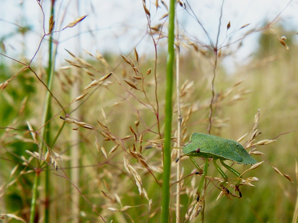 Zdjęcia: Białowieża, Podlasie, Zielono mi, POLSKA Zdjęcia: Białowieża, Podlasie, Zielono mi, POLSKA