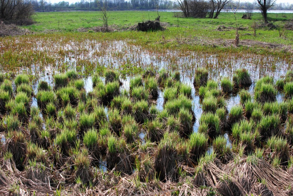 Zdjęcia: Okolice wsi Skurczy, Mazowsze, Wiosna nad Wisłą, POLSKA Zdjęcia: Okolice wsi Skurczy, Mazowsze, Wiosna nad Wisłą, POLSKA