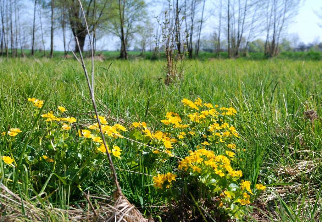 Zdjęcia: okolice wsi Kraski, Mazowsze, Kaczeńce nad Wisłą, POLSKA Zdjęcia: okolice wsi Kraski, Mazowsze, Kaczeńce nad Wisłą, POLSKA