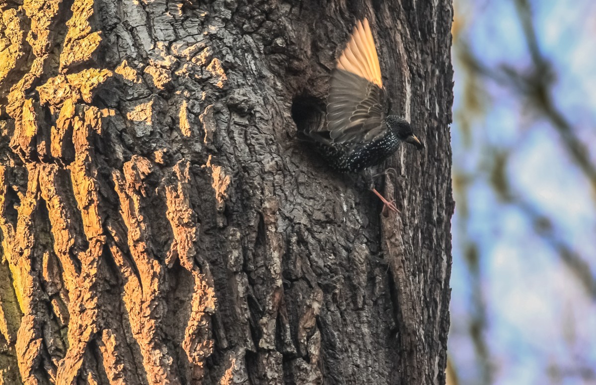 Zdjęcia: Warszawa, mazowieckie, No zaraz spadnę..., POLSKA Zdjęcia: Warszawa, mazowieckie, No zaraz spadnę..., POLSKA