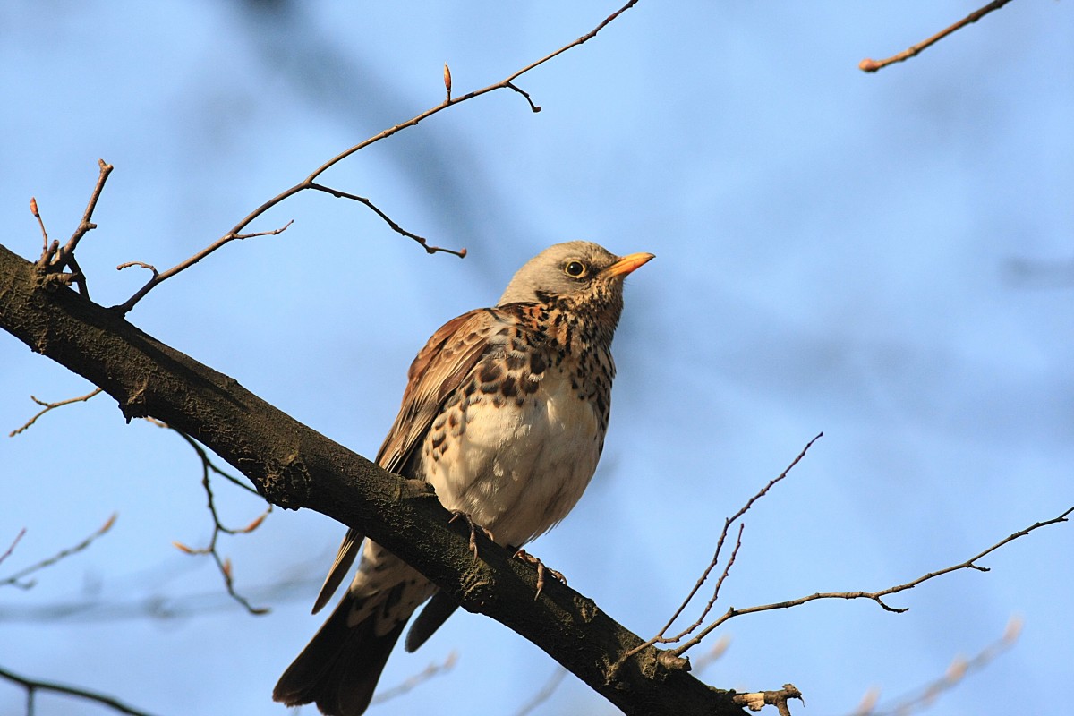 Zdjęcia: Warszawa, mazowieckie, On też czeka..., POLSKA Zdjęcia: Warszawa, mazowieckie, On też czeka..., POLSKA