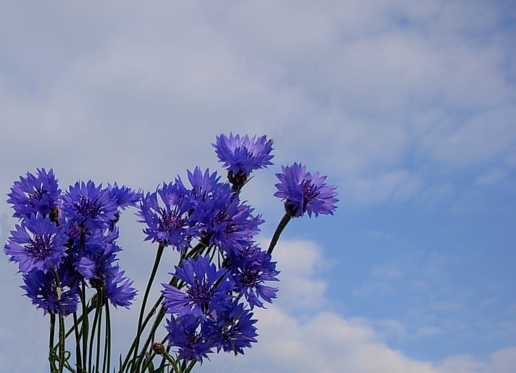Zdjęcia: Pola nad Odrą, opolskie, Chabry bez maków, POLSKA Zdjęcia: Pola nad Odrą, opolskie, Chabry bez maków, POLSKA