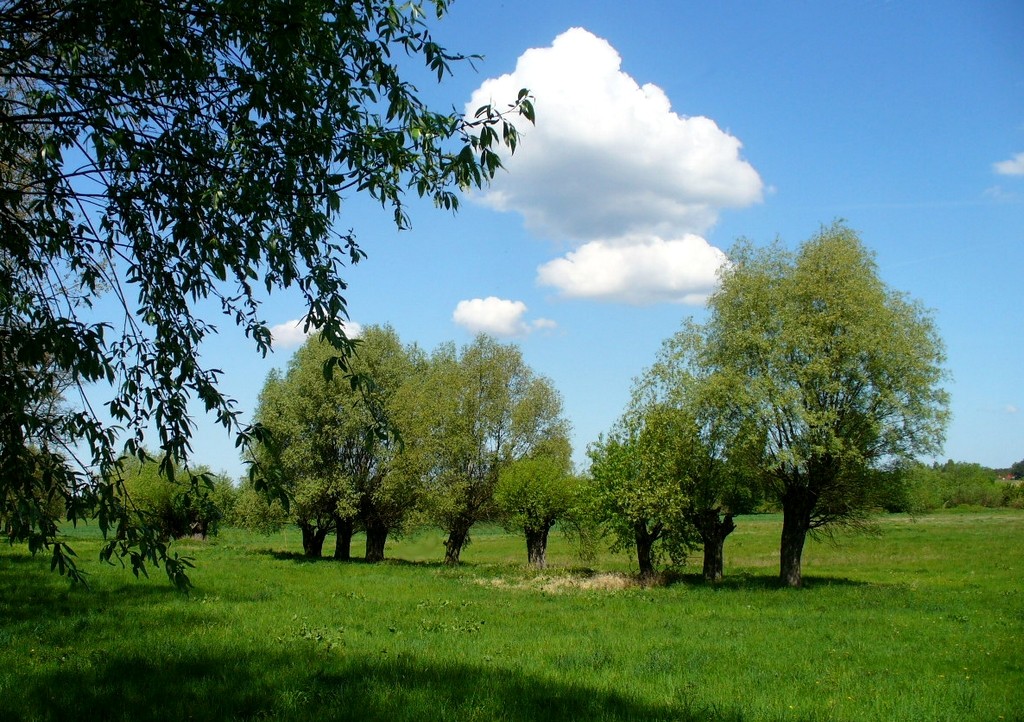Zdjęcia: W drodze na Raciążek, kujawsko pomorskie, Wierzby, POLSKA Zdjęcia: W drodze na Raciążek, kujawsko pomorskie, Wierzby, POLSKA