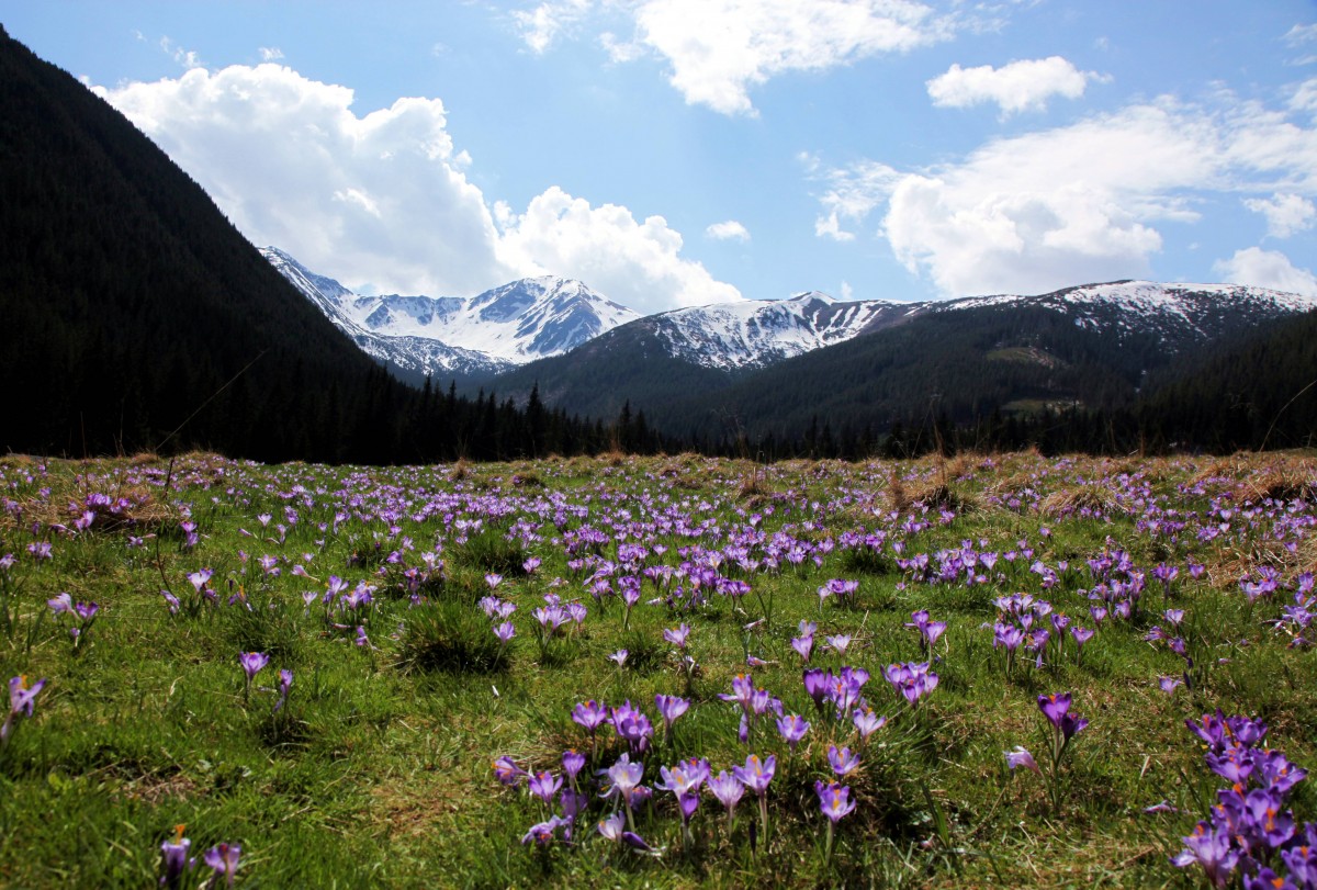Zdjęcia: Dolina Chochołowska, Tatry, Krokusowy kobierzec, POLSKA Zdjęcia: Dolina Chochołowska, Tatry, Krokusowy kobierzec, POLSKA