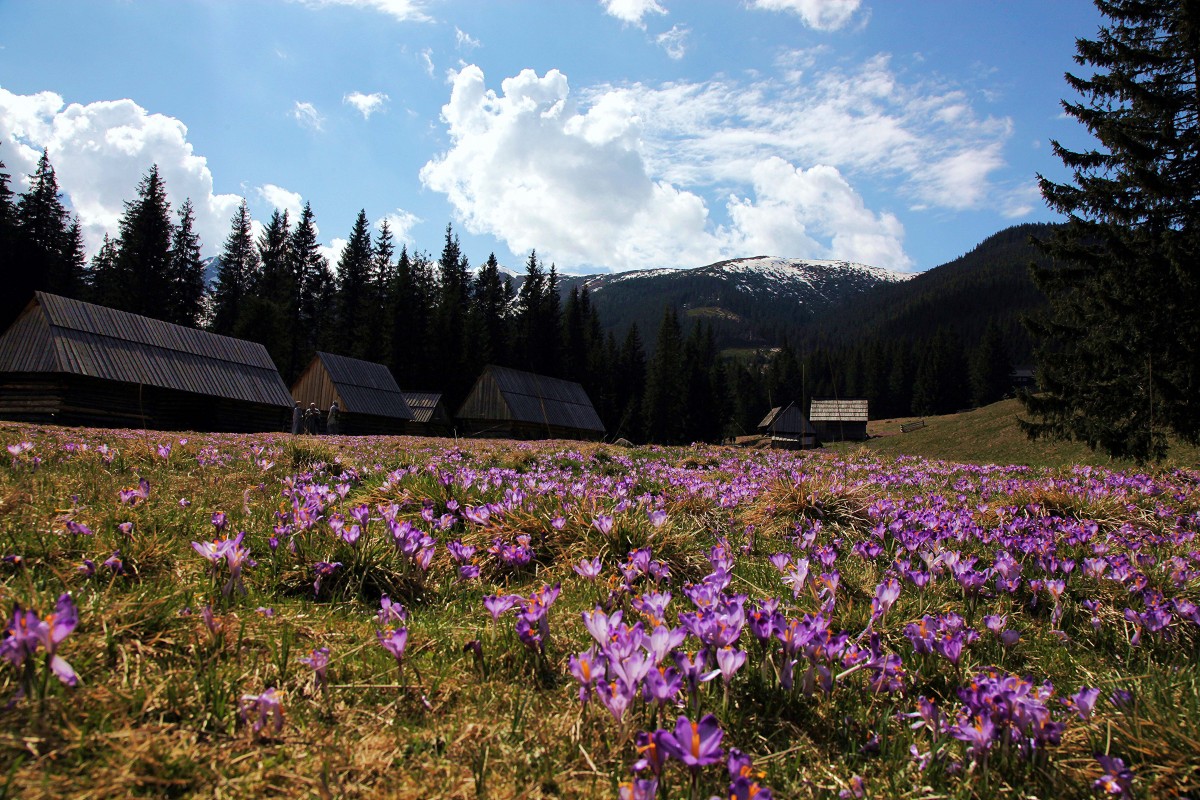 Zdjęcia: Dolina Chochołowska, Tatry, W cieniu Tatr, POLSKA Zdjęcia: Dolina Chochołowska, Tatry, W cieniu Tatr, POLSKA