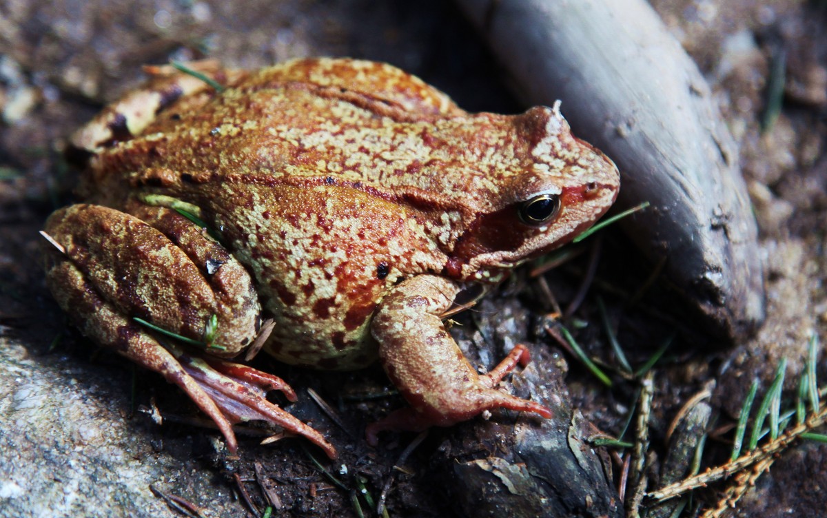 Zdjęcia: Dolina Chochołowska, Tatry, W drodze, POLSKA Zdjęcia: Dolina Chochołowska, Tatry, W drodze, POLSKA