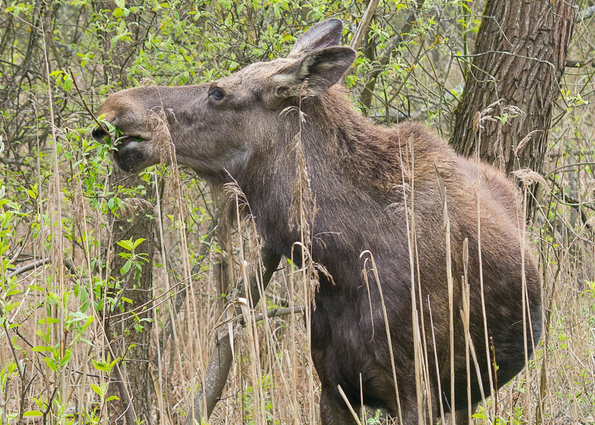 Zdjęcia: Biebrzański Park Narodowy, Podlasie, Łosiek, POLSKA Zdjęcia: Biebrzański Park Narodowy, Podlasie, Łosiek, POLSKA