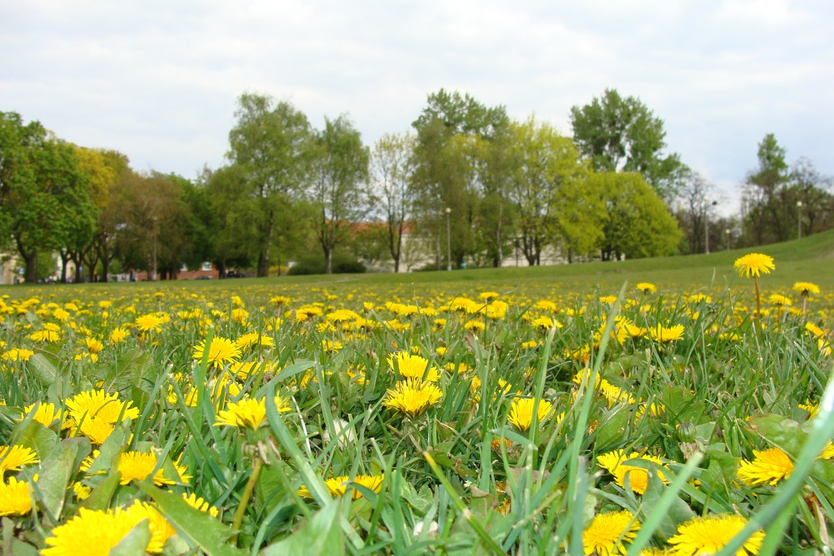 Zdjęcia: Poznań, Wielkopolska, Mlecze, POLSKA Zdjęcia: Poznań, Wielkopolska, Mlecze, POLSKA
