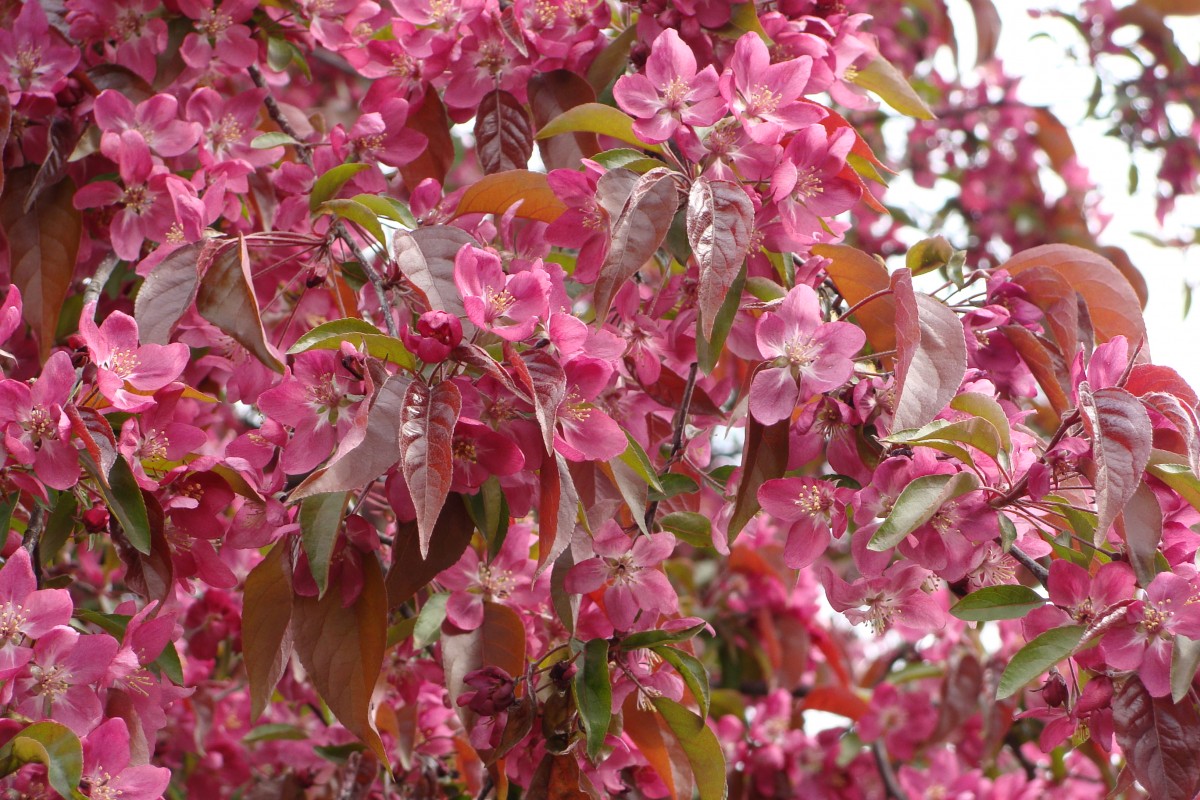 Zdjęcia: Poznań, Wielkopolska, wiosennie, POLSKA Zdjęcia: Poznań, Wielkopolska, wiosennie, POLSKA