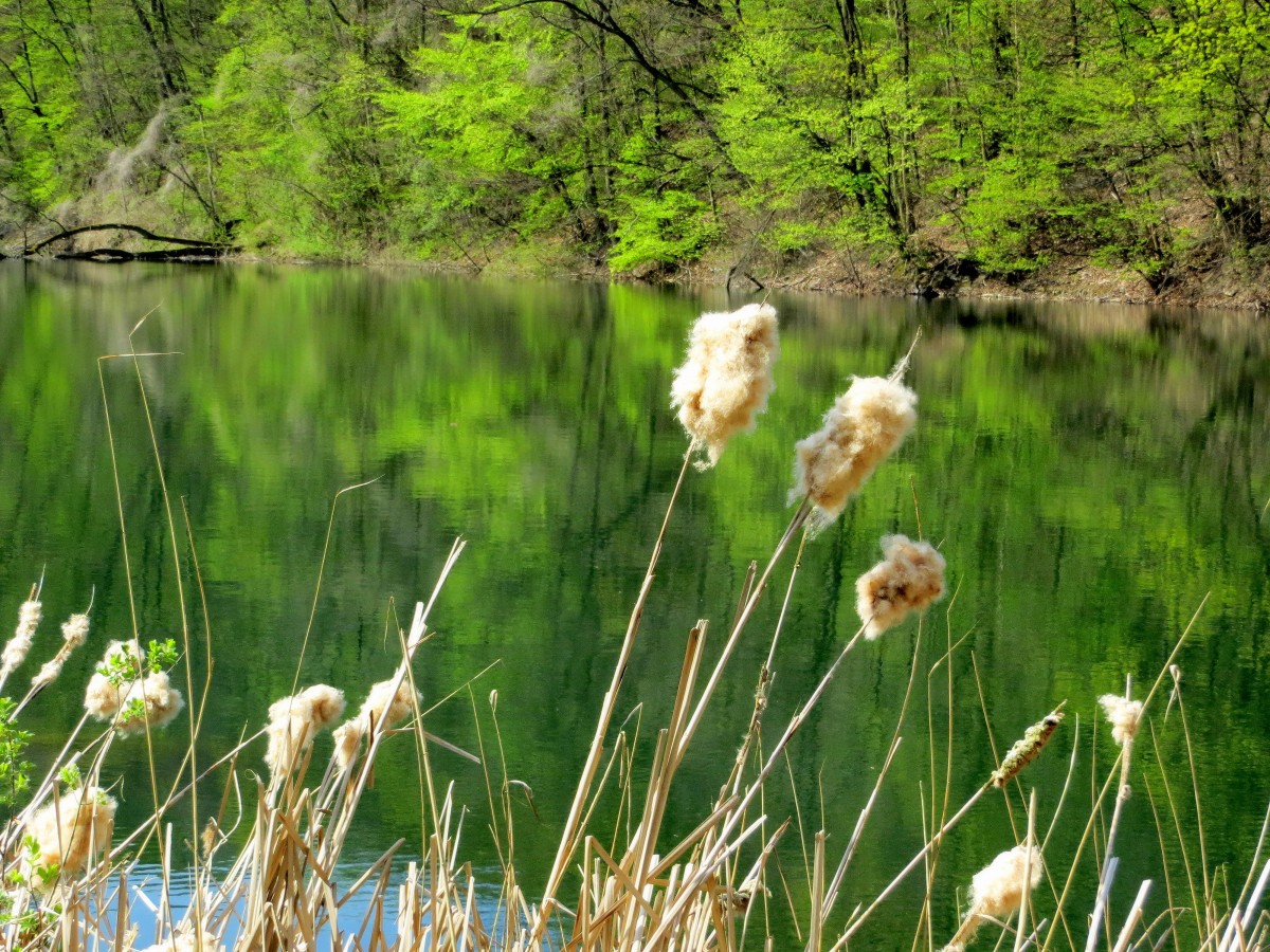 Zdjęcia: Jezioro Szmaragdowe, zachodniopomorskie, Szczecin-Zdroje, resztki zeszłorocznego lata..., POLSKA Zdjęcia: Jezioro Szmaragdowe, zachodniopomorskie, Szczecin-Zdroje, resztki zeszłorocznego lata..., POLSKA