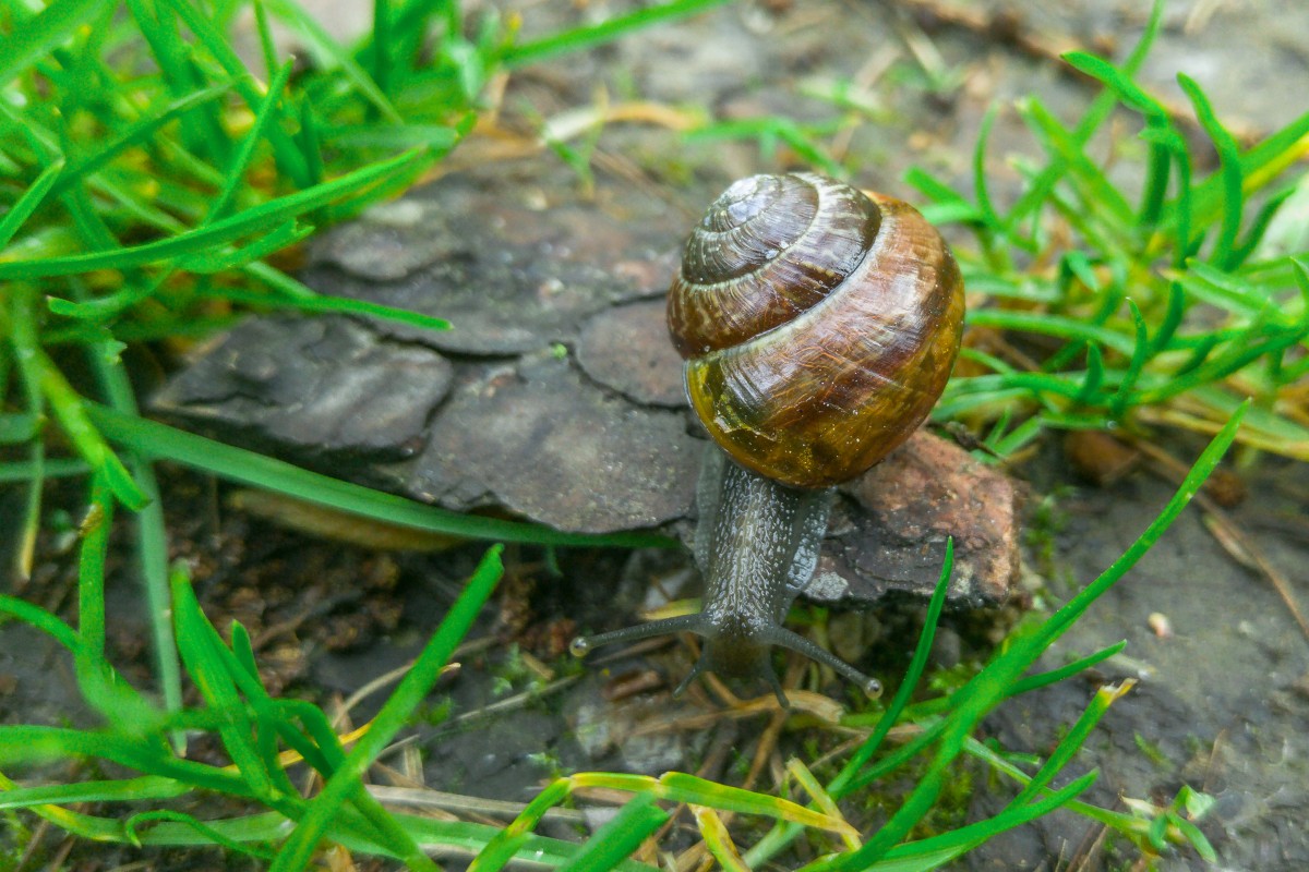 Zdjęcia: Skrzyszów, Małopolska, Ślimak, ślimak pokaż rogi, POLSKA Zdjęcia: Skrzyszów, Małopolska, Ślimak, ślimak pokaż rogi, POLSKA