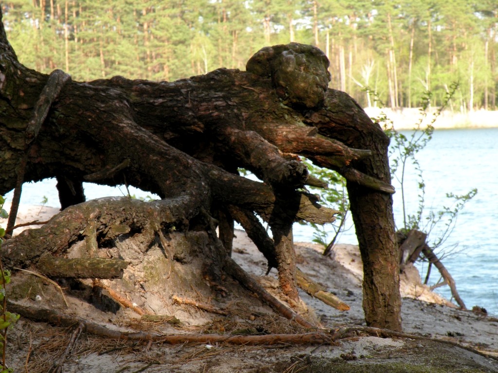 Zdjęcia: Osowiec, opolskie, Naturalna rzeźba sosnowa., POLSKA Zdjęcia: Osowiec, opolskie, Naturalna rzeźba sosnowa., POLSKA