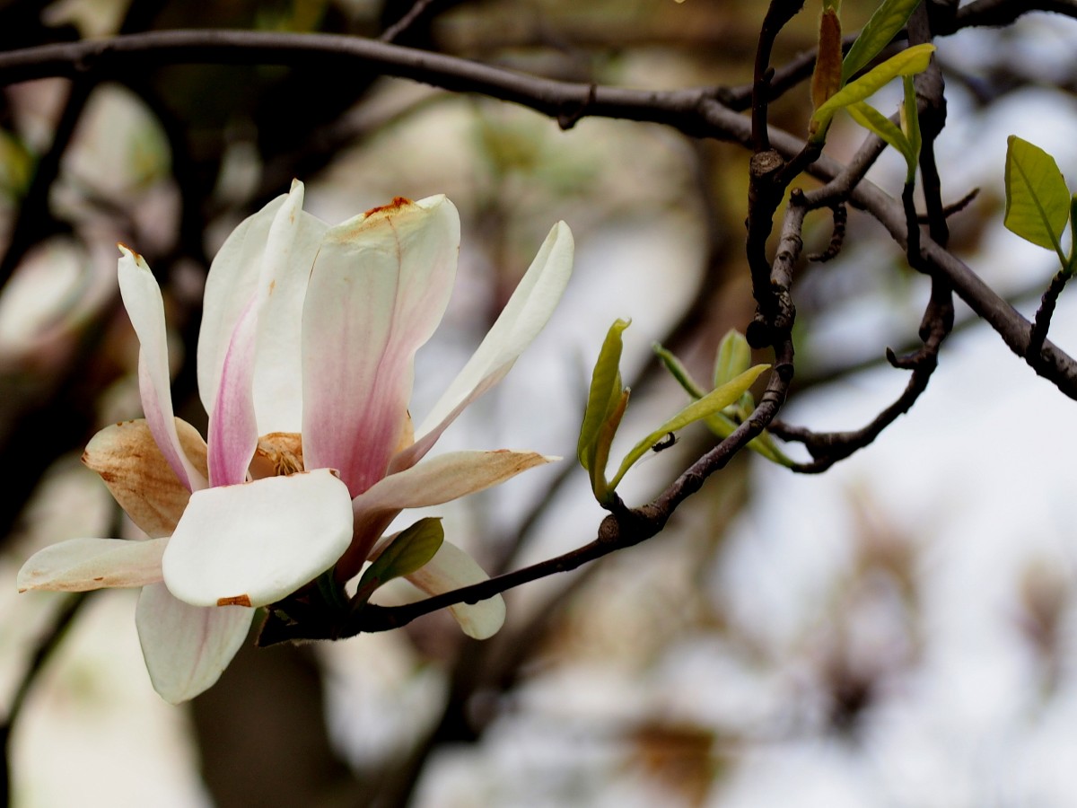 Zdjęcia: Łódź, Łódzkie, Magnolia , POLSKA Zdjęcia: Łódź, Łódzkie, Magnolia , POLSKA