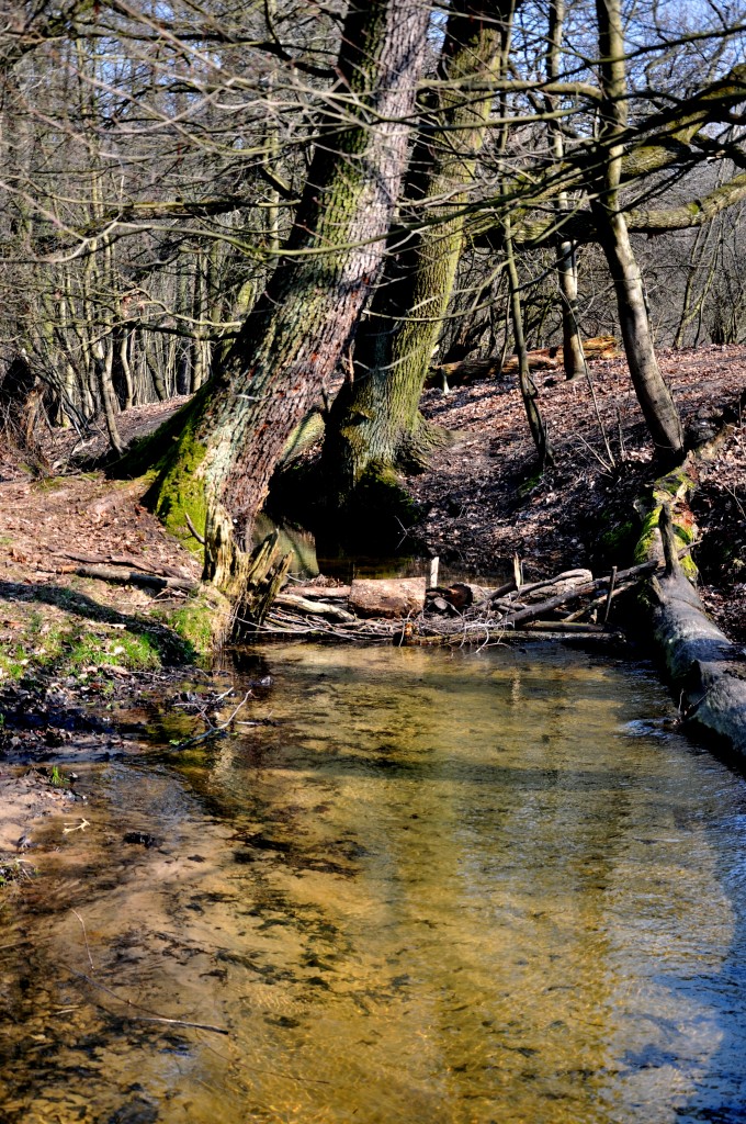 Zdjęcia: Lipków, Mazowieckie, Las, POLSKA Zdjęcia: Lipków, Mazowieckie, Las, POLSKA