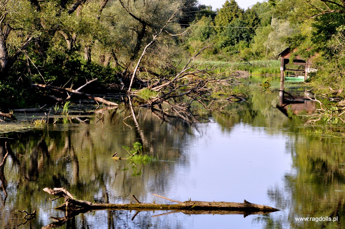 Zdjęcia: Biebrzański Park Narodowy, Biebrzański Park Narodowy, Pięknie tam, POLSKA Zdjęcia: Biebrzański Park Narodowy, Biebrzański Park Narodowy, Pięknie tam, POLSKA