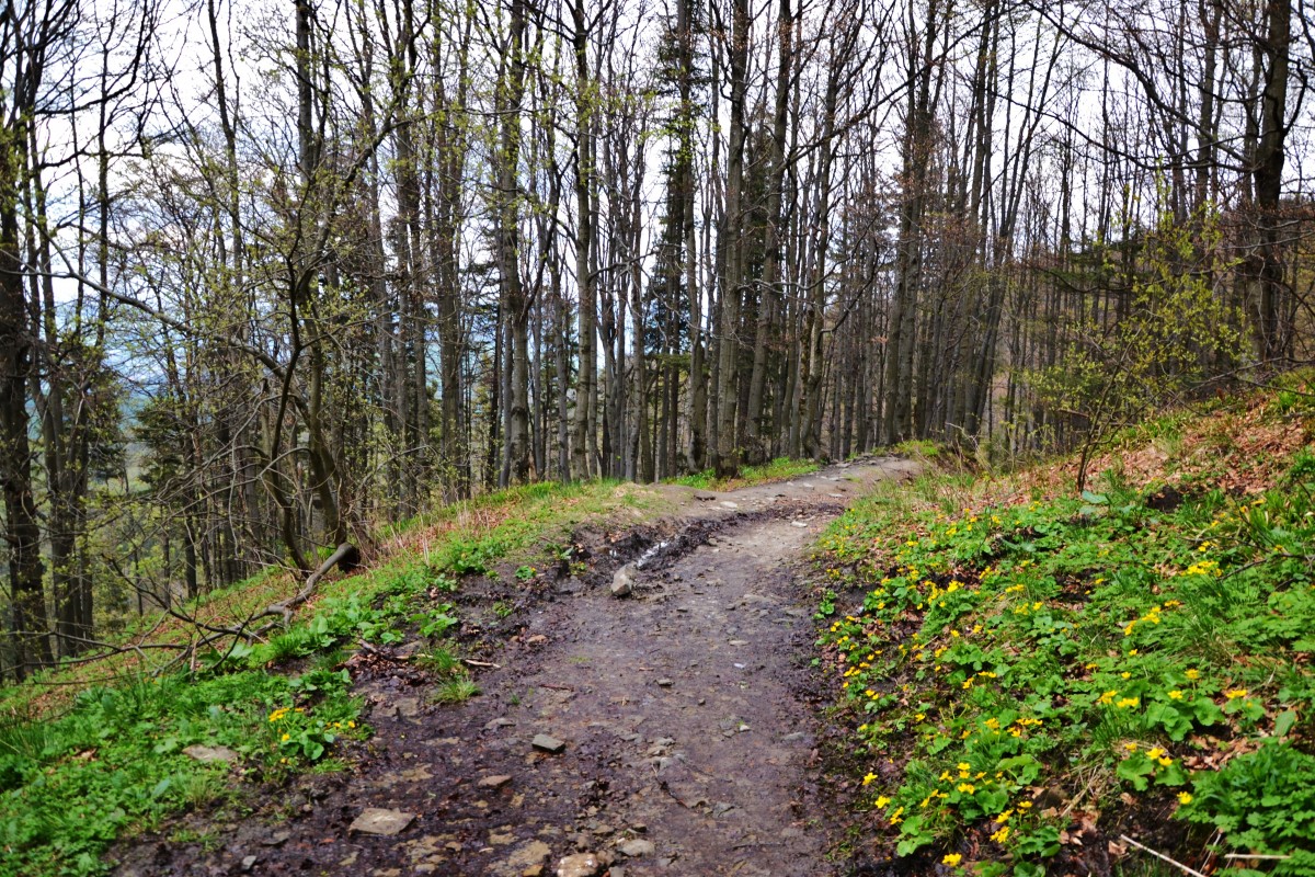 Zdjęcia: Las Miśków Brzeg, Beskid Żywiecki, Beskidzka wiosna, POLSKA Zdjęcia: Las Miśków Brzeg, Beskid Żywiecki, Beskidzka wiosna, POLSKA