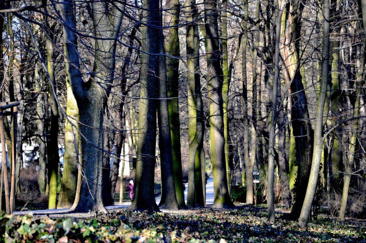 Zdjęcia: Łazienki królewskie, warszawa, drzewa, POLSKA Zdjęcia: Łazienki królewskie, warszawa, drzewa, POLSKA