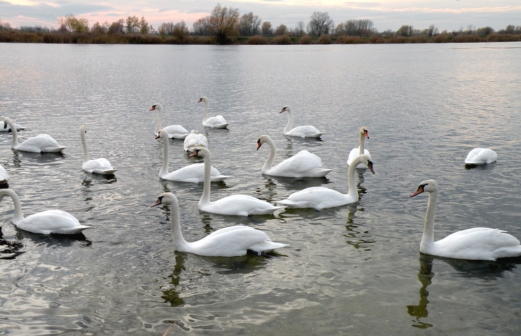 Zdjęcia: Malina, opolskie, Narada łabędzia., POLSKA Zdjęcia: Malina, opolskie, Narada łabędzia., POLSKA
