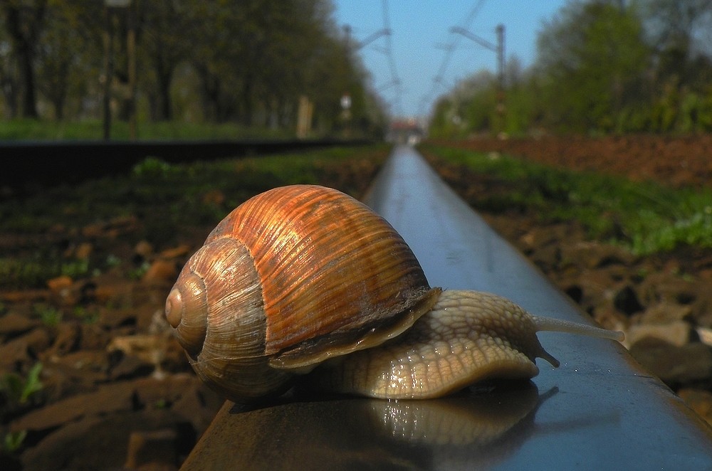 Zdjęcia: Opole, opolskie, Nie ustąpię !, POLSKA Zdjęcia: Opole, opolskie, Nie ustąpię !, POLSKA