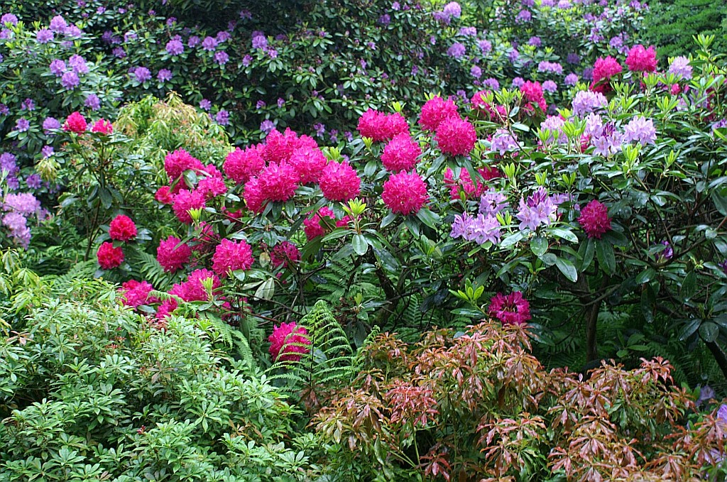 Zdjęcia: Wojsławice, Dolny Śląsk, arboretum, POLSKA Zdjęcia: Wojsławice, Dolny Śląsk, arboretum, POLSKA