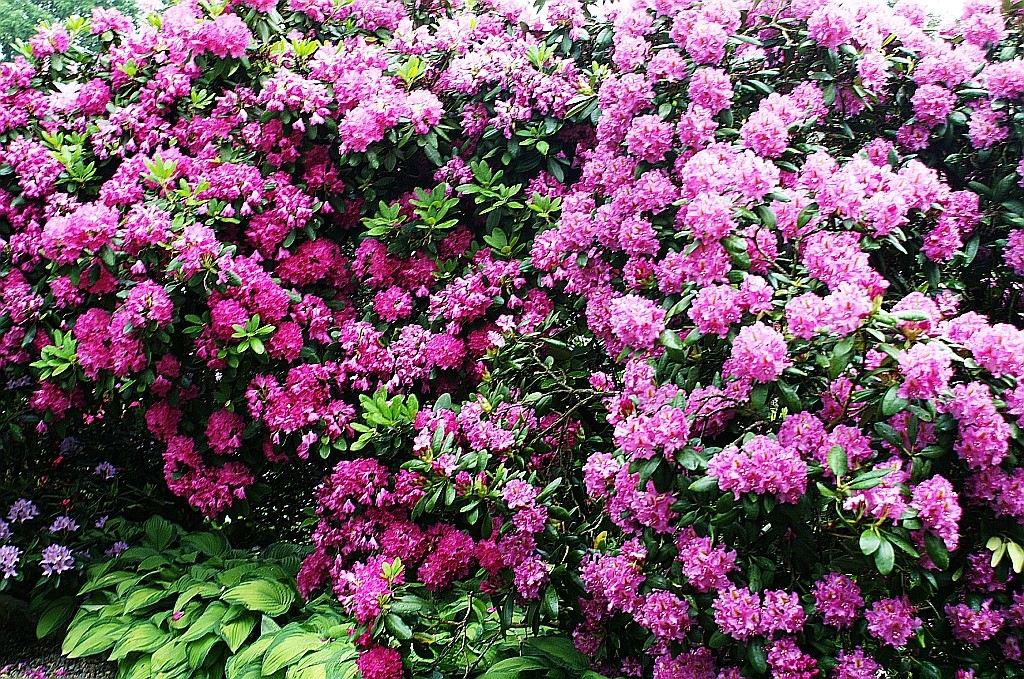 Zdjęcia: Wojsławice, Dolny Śląsk, arboretum, POLSKA Zdjęcia: Wojsławice, Dolny Śląsk, arboretum, POLSKA